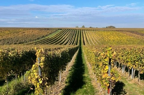 Vinmarker i Rheinhessen i Tyskland