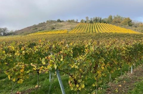 B&oslash;lgende vinmarker i Rheinhessen