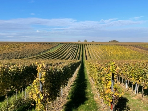 Vinmarker i Rheinhessen i Tyskland