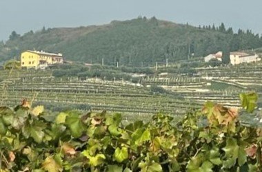 Valpolicella Classico