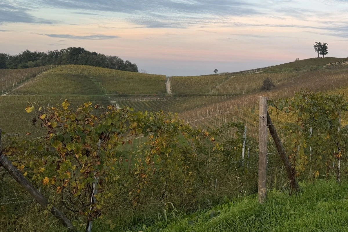 Vinmarker i Barolo, Piemonte, Italien