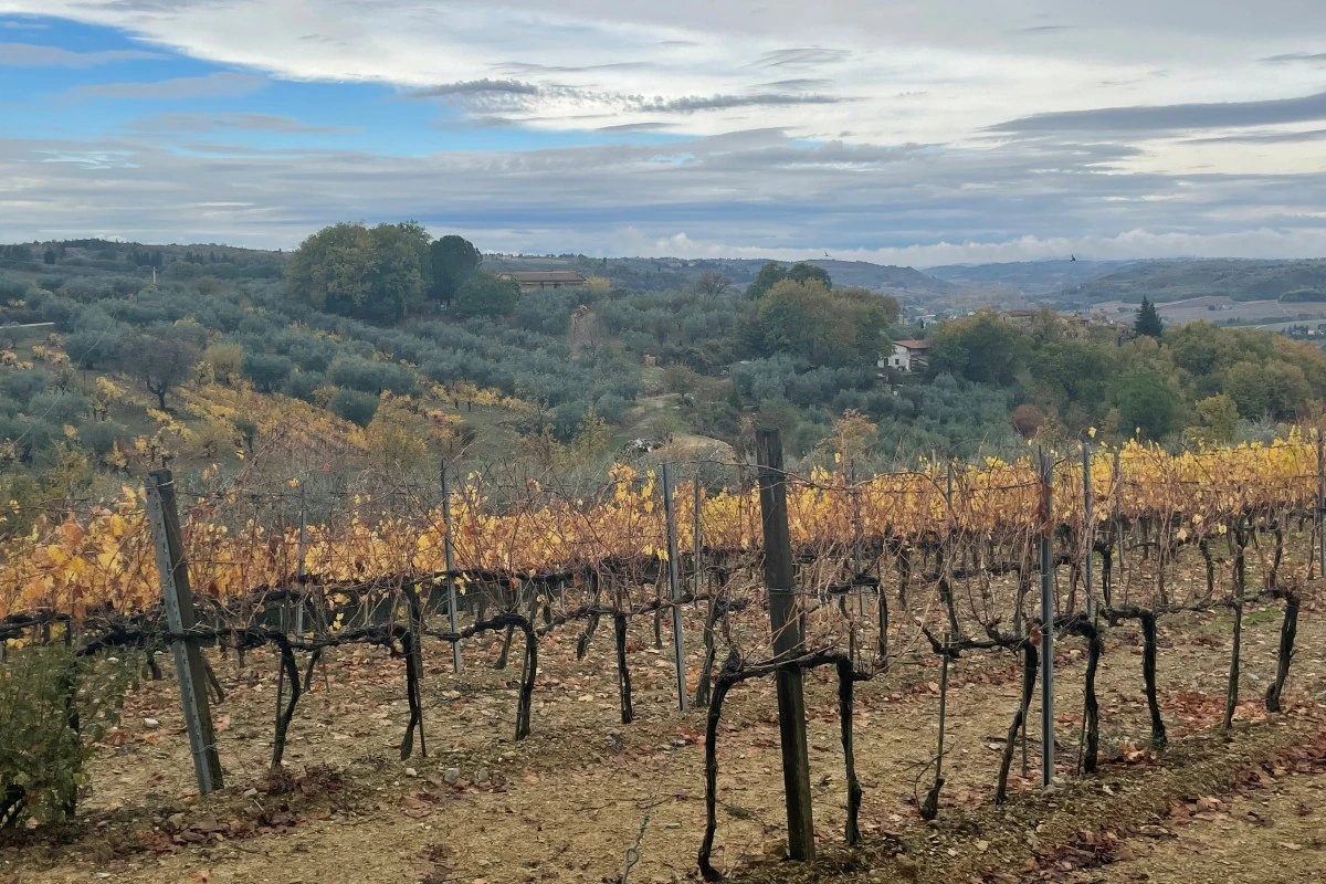 Vinmarker i Chianti Classico, Toscana, Italien