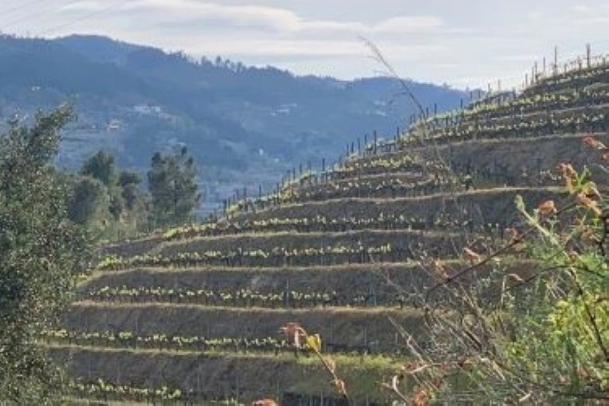 Terrasserede vinmarker i Douro i Nordportugal