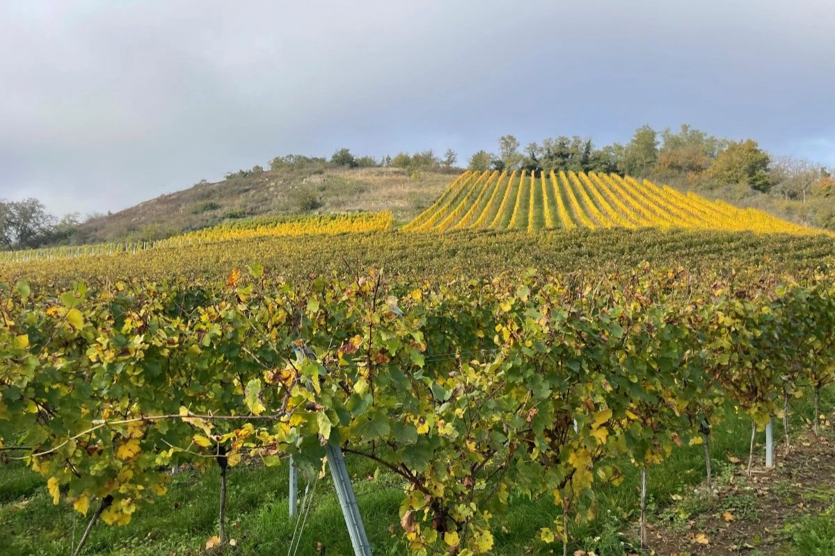 Vinmarker i Rheinhessen, Rheinland-Pfalz, Tyskland
