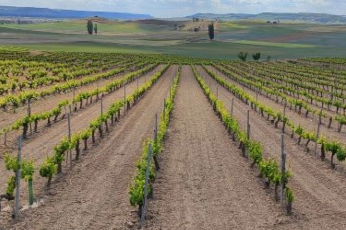 Vinmarker i Ribera del Duero, Castilla y Le&oacute;n, Spanien
