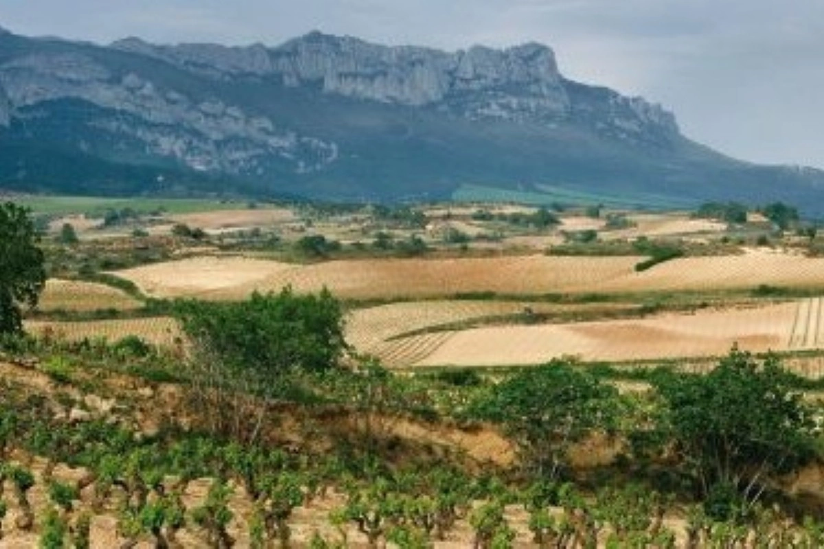 Vinmarker og bjerglandskab i Rioja Alavesa, Rioja, Spanien