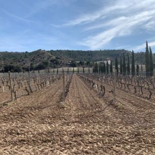 vinmark i Ribera del Duero - Spanien